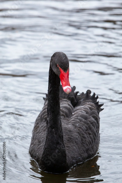 Obraz black swan on the pond in royal park