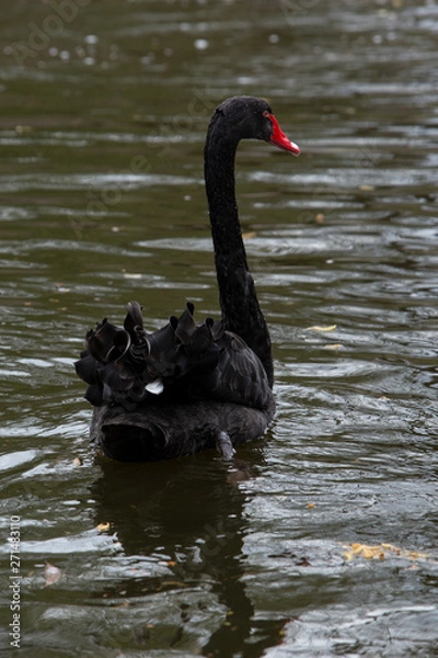 Obraz black swan on the pond in royal park