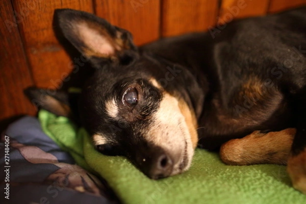 Fototapeta Relaxed rest on a comfortable warm sofa