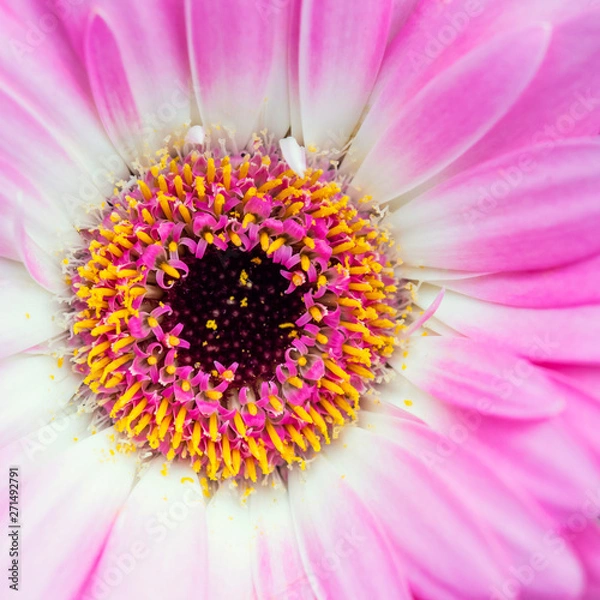 Fototapeta Gerbera Flower