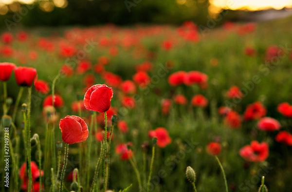 Fototapeta Field of Vibrant Red Poppies
