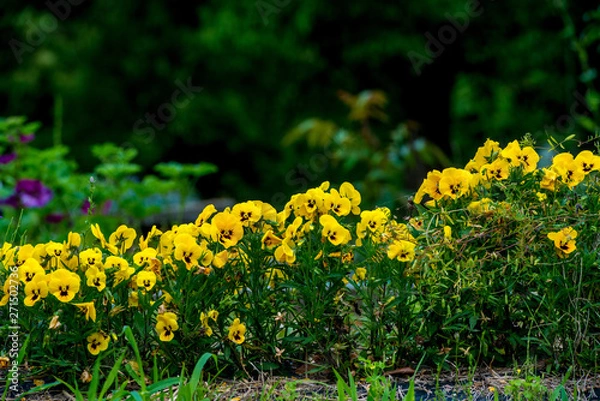 Obraz 農業公園の花