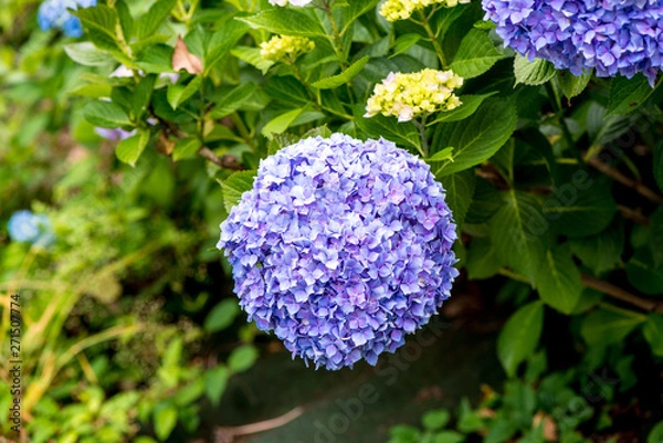 Fototapeta 響山のアジサイ