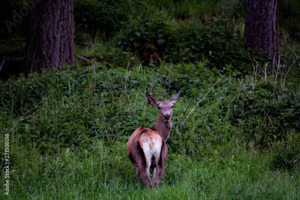 Obraz Hirschkuh am Waldrand