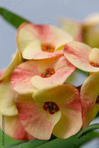 Fototapeta orange flowers with reddish tones