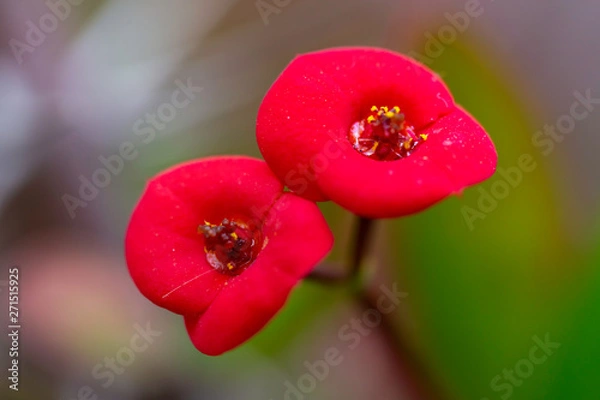 Obraz red flowers on blurred background