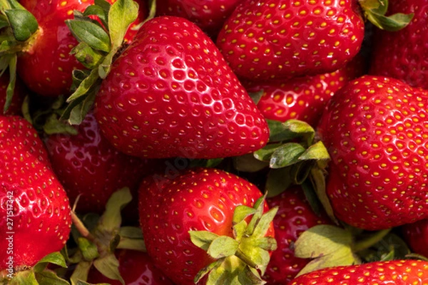 Fototapeta Red large ripe strawberries close-up. Harvest berries.