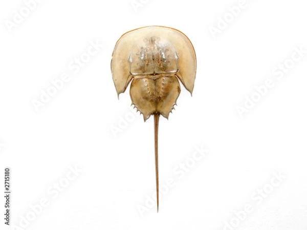 Fototapeta krab podkowy (limulus)