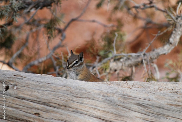 Fototapeta Portrait of cute chipmunk on a fallen tree