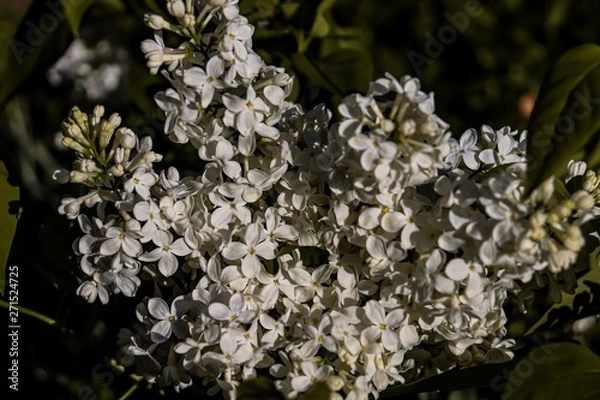 Fototapeta  White lilac 