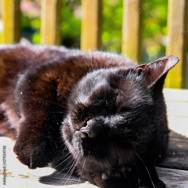 Fototapeta cat on sofa