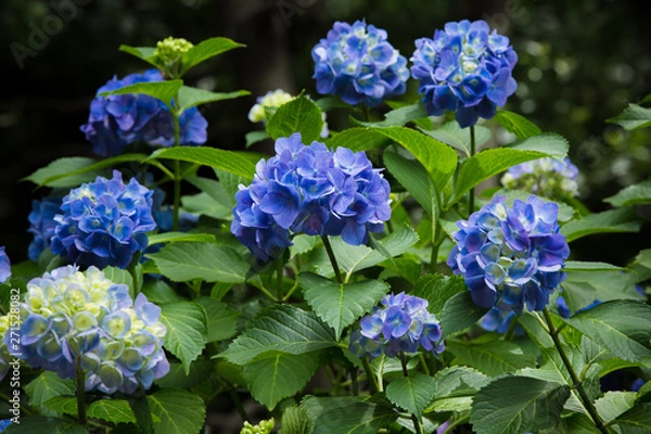 Fototapeta あじさい（紫陽花）
