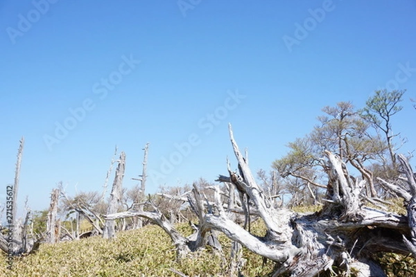 Fototapeta 大台ケ原　枯れ木