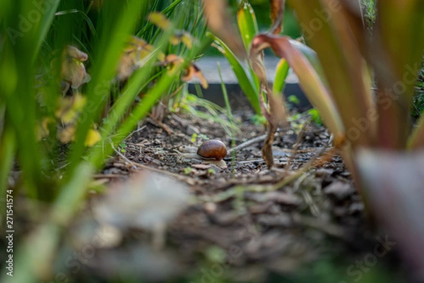 Obraz weinbergschnecke