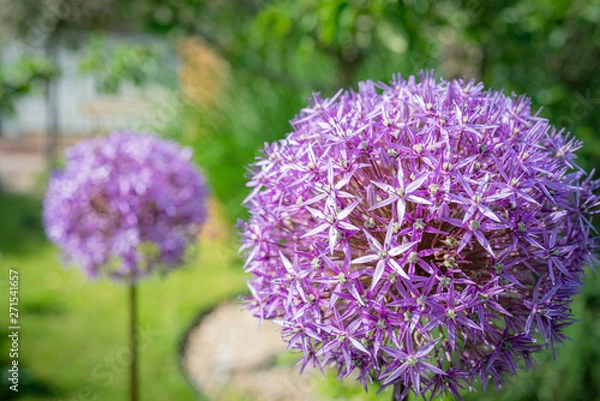 Obraz blume kugel lila