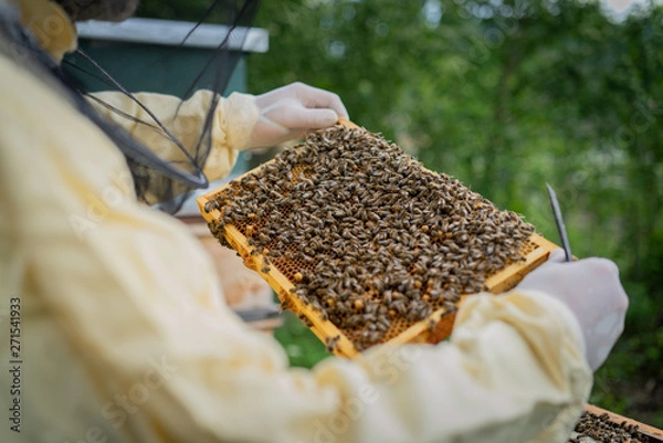 Obraz bienen honig waben