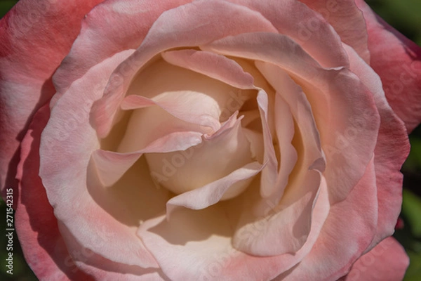 Obraz pink rose
