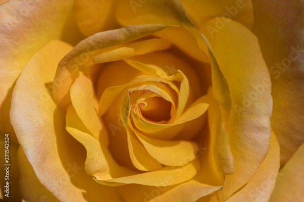 Obraz yellow rose