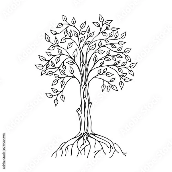 Fototapeta Isolated hand drawn ficus tree sketch.