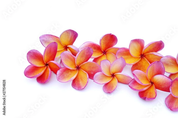 Obraz Red Frangipani flower