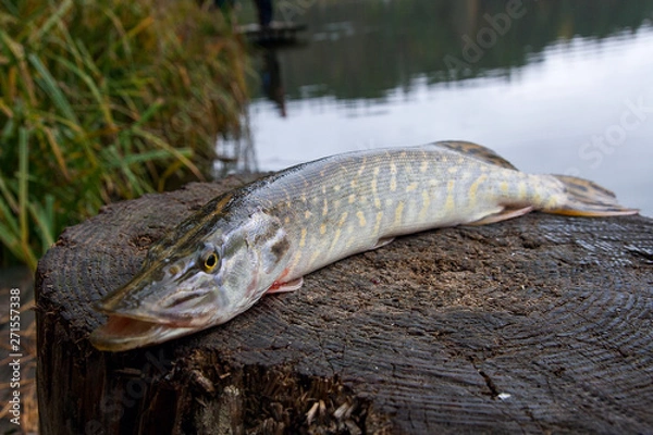 Obraz Freshwater pike fish lies on a wooden hemp..