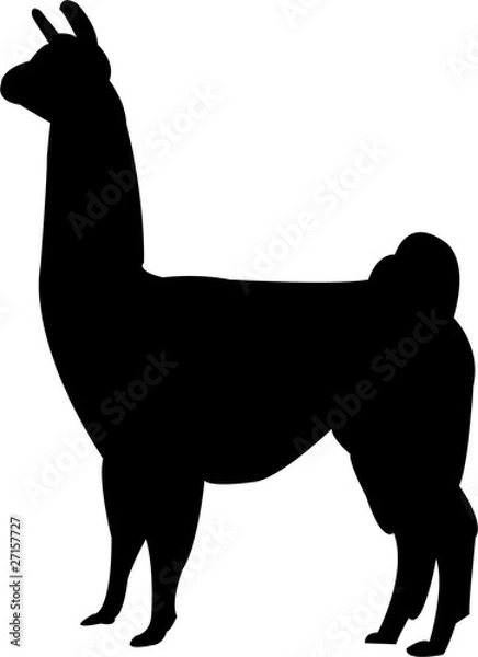 Obraz lama silhouette - vector