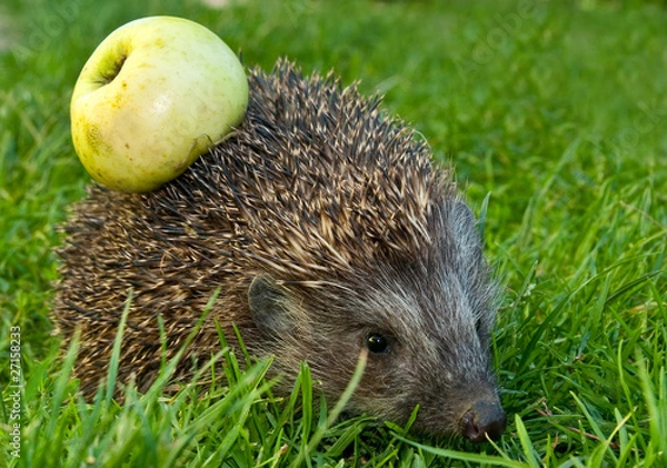 Fototapeta Hedgehog and apple