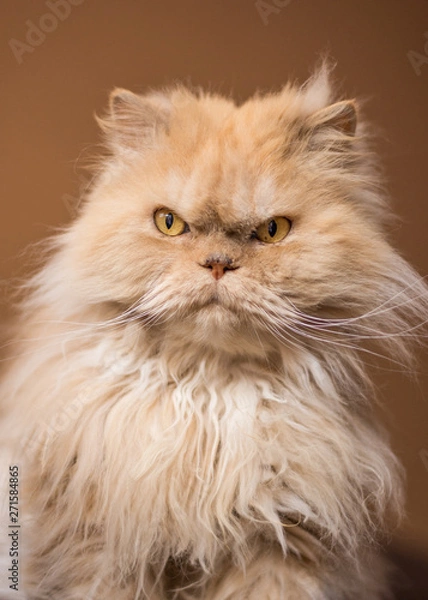 Fototapeta persian cat 