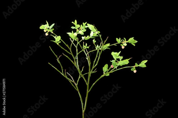 Fototapeta Blueberry bush with green berries on a dark background.