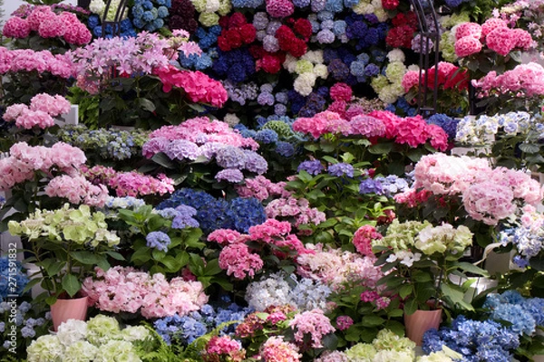 Fototapeta 栃木市　とちぎ花センター　アジサイ（新品種）