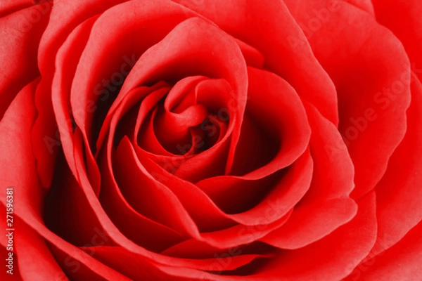 Obraz Abstract red rose flower closeup macro background.