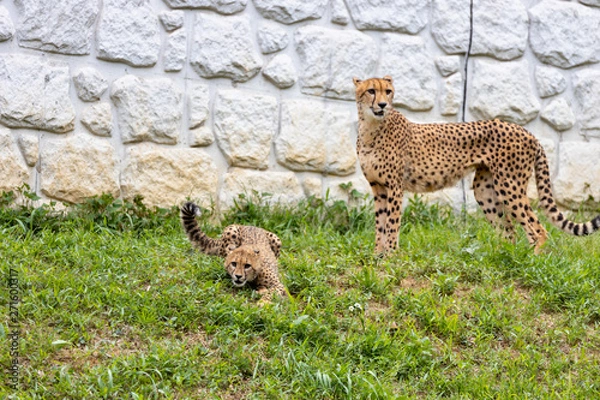 Fototapeta チーターの子ども 多摩動物公園, 東京, 日本