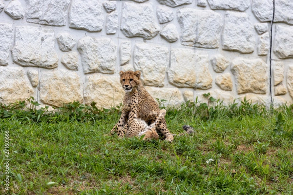 Fototapeta チーターの子ども 多摩動物公園, 東京, 日本