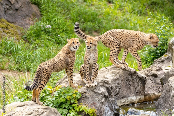 Obraz チーターの子ども 多摩動物公園, 東京, 日本