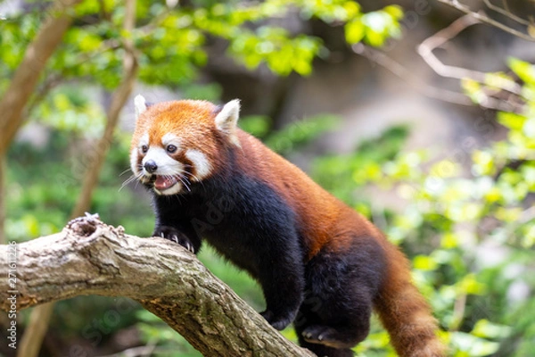 Fototapeta レッサーパンダ (多摩動物公園, 東京, 日本)