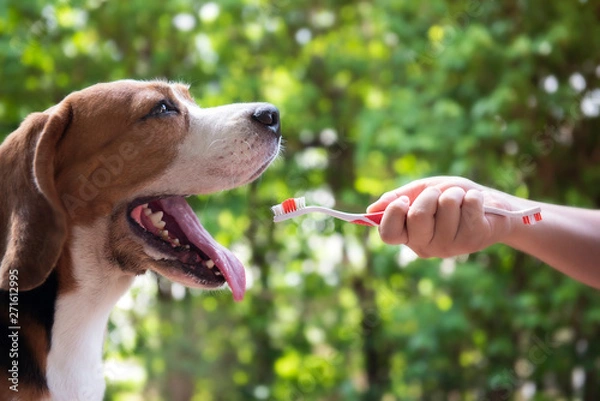 Fototapeta Dogs are waiting to prepare for brushing teeth.