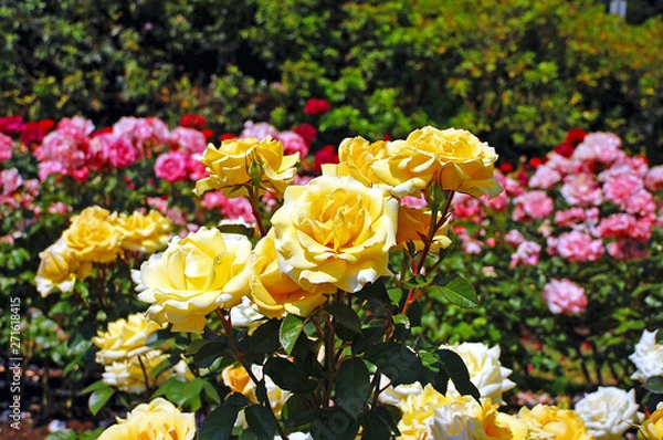 Obraz Yellow spring roses