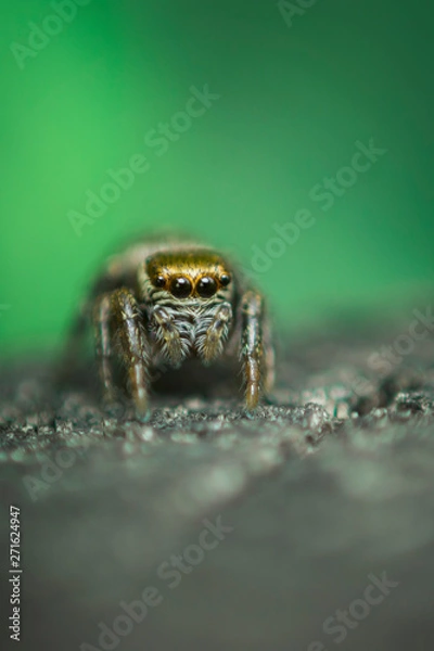 Obraz Beautiful Jumping Spider on a green background. Selective focus