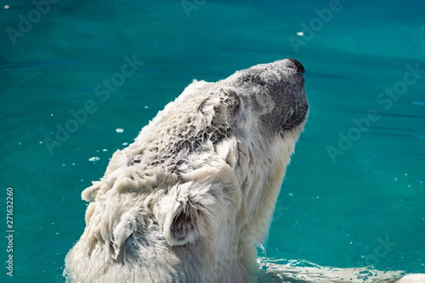Fototapeta Beautiful polar bear in the zoo, in the blue pool, in a spacious enclosure. A large mammal with fluffy fur and large paws. Life in captivity, good content, cool water.