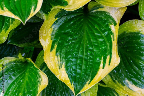 Fototapeta Hosta plants. Green and yellow hosta. Wet hosta leaves. Rain covered leaves.