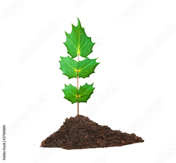Obraz Tree seedling growing from soil