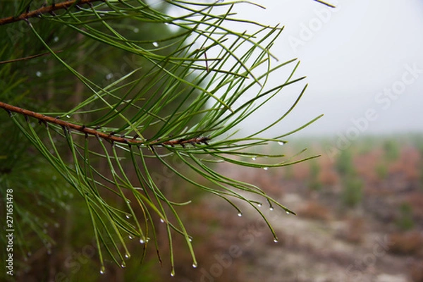 Obraz vue macro d'aiguille de pin