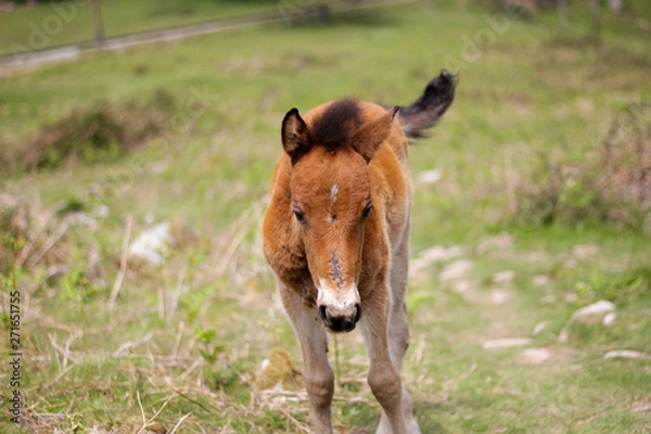 Obraz pottok à la rhune