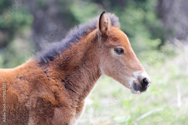 Obraz pottok à la rhune