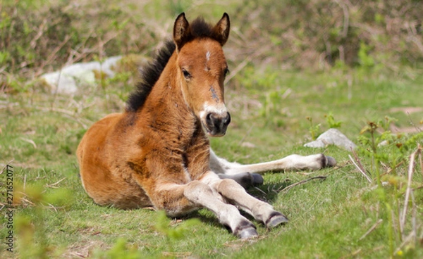 Obraz pottok à la rhune