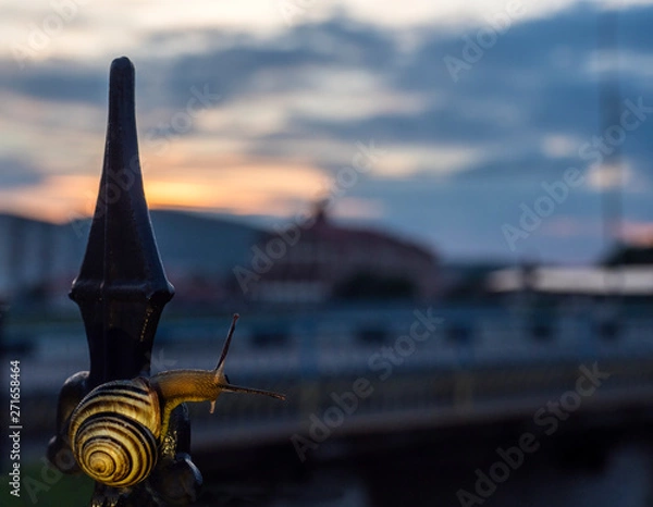 Obraz snail city background