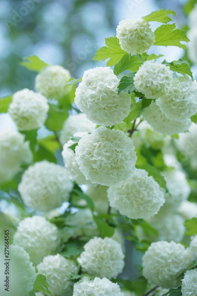 Fototapeta Kalina Buldenezh, or the Snow Globe (lat. Viburnum opulus var sterile)
