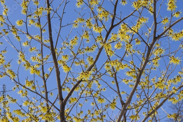 Obraz witch hazel blooming