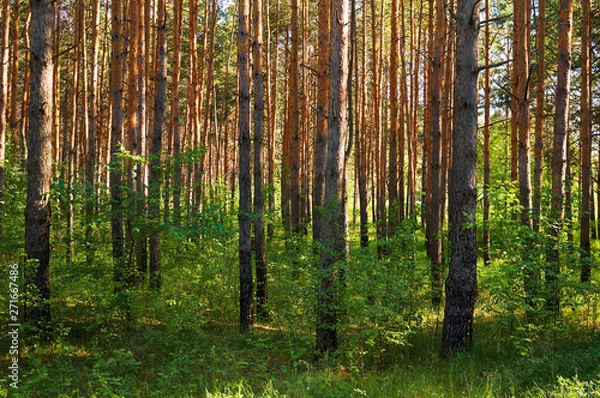 Obraz Many coniferous trees in the forest. National park.