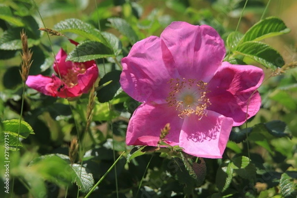 Obraz ハマナスの花　Ramanas rose	